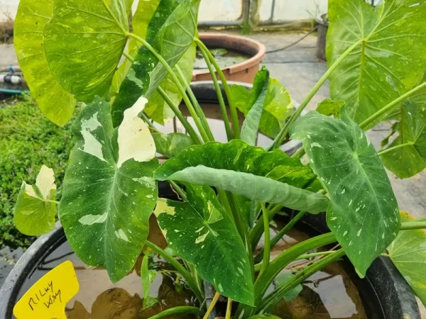 colocasia-milky-way