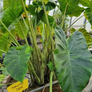 colocasia-morning-dew-2