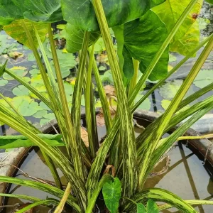 Colocasia esculenta ‘Morning Dew'