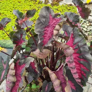 colocasia-black-lava-2