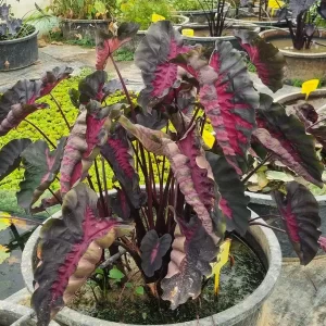 colocasia-black-lava-3
