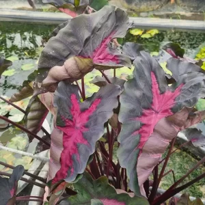 Colocasia esculenta 'Black Lava'