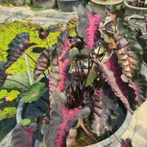 colocasia-black-lava-4