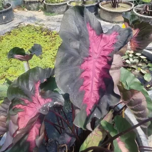 colocasia-black-lava-5