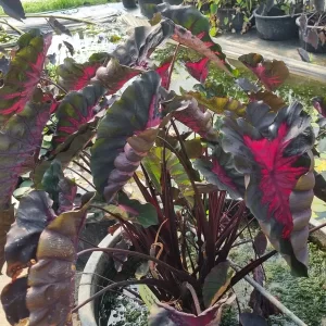 colocasia-black-lava-6