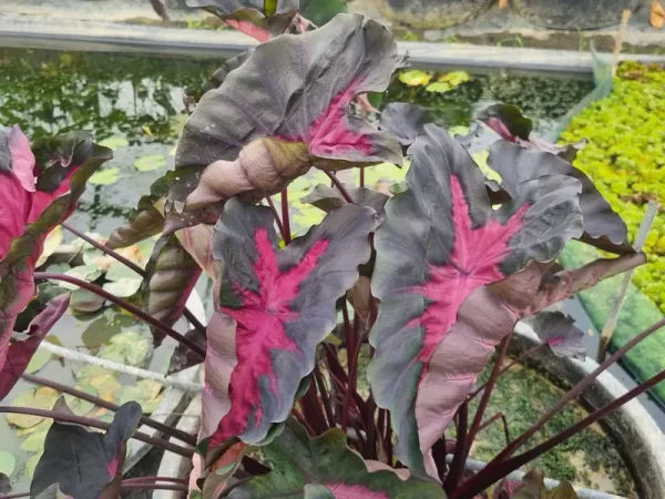 colocasia-black-lava