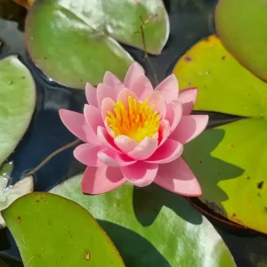 nymphaea-anna-epple-2