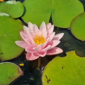 nymphaea-anna-epple-3