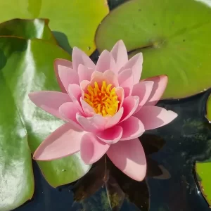 Nenuphar nymphaea 'Anna Epple'