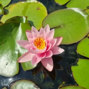 nymphaea-anna-epple-4