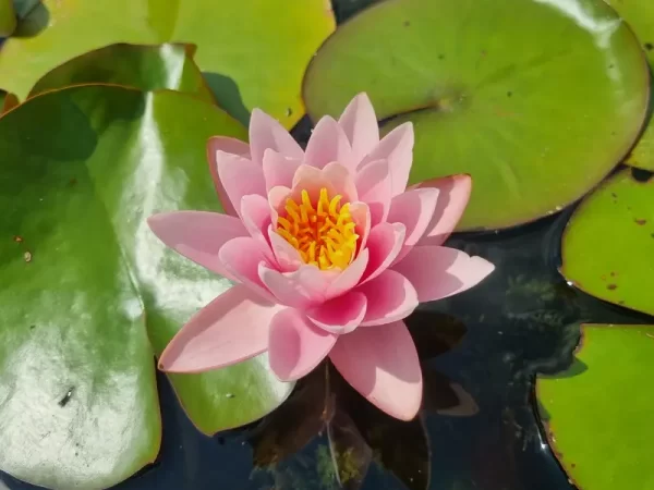 nymphaea-anna-epple