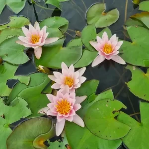 nymphaea-berthold-2