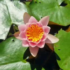 nymphaea-berthold-3