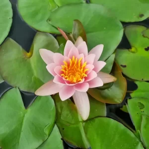 Nénuphar Nymphaea 'Berthold'