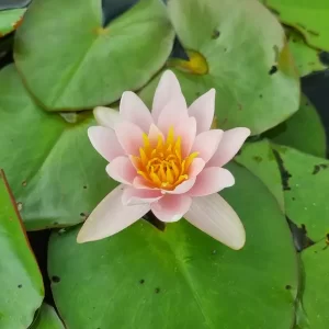 nymphaea-berthold-4
