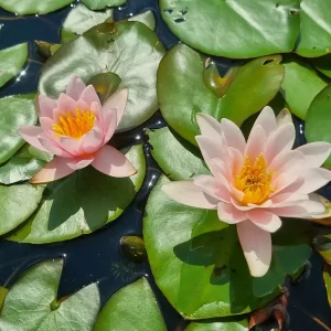 nymphaea-berthold-5