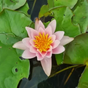 nymphaea-berthold-6