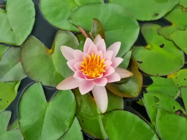 nymphaea-berthold