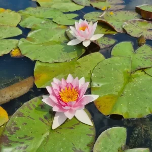 nymphaea-galatee-2