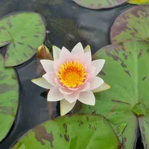 nymphaea-galatee-3