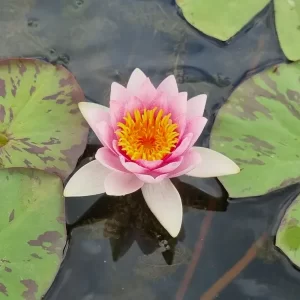 Nenuphar nymphaea 'Galatee'
