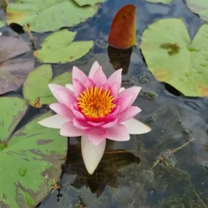 nymphaea-galatee-4