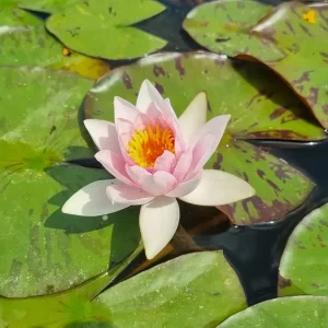 nymphaea-galatee-5