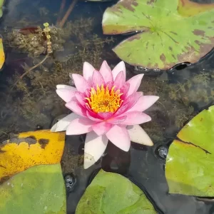 nymphaea-galatee-6