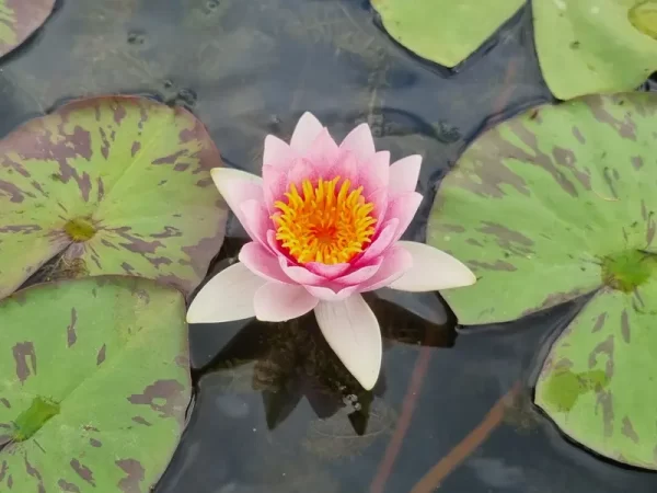 nymphaea-galatee