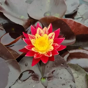 nymphaea-ring-of-fire-2