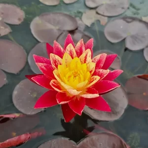 nymphaea-ring-of-fire-3