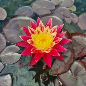 Nénuphar Nymphaea 'Ring of Fire'