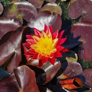 nymphaea-ring-of-fire-4