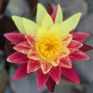 nymphaea-ring-of-fire-5