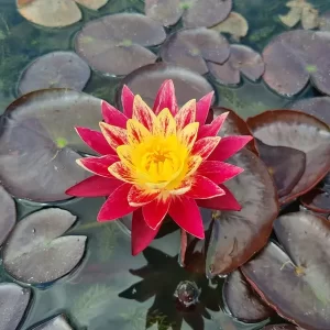 nymphaea-ring-of-fire-6