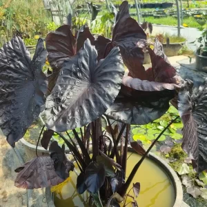 Colocasia esculenta 'Electric Blue Gecko'