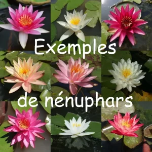 exemples-nenuphars