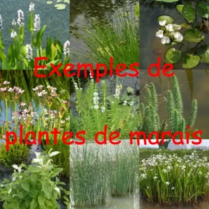 exemples-plantes-de-marais