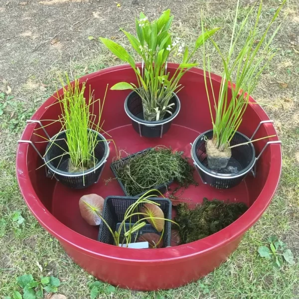 set-mini-pond-88-vinaccia