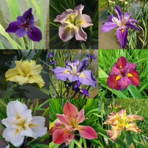 Iris louisiana - Mix de couleurs assorties