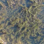 Plantes oxygénantes