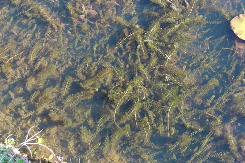 Plantes oxygénantes