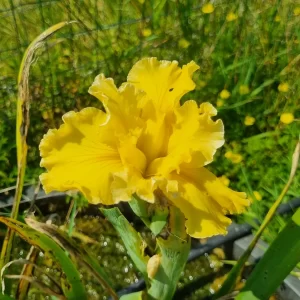 iris-louisiana-betty-ann-2