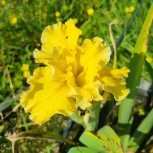 Iris louisiana 'Betty Ann'