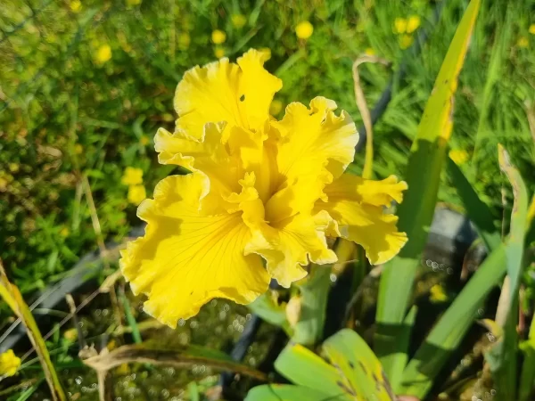 iris-louisiana-betty-ann