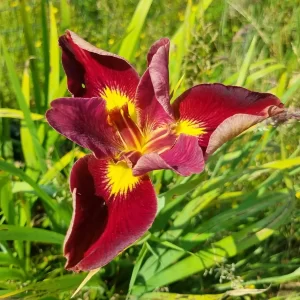 iris-louisiana-prof-neil-2