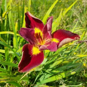 Iris louisiana 'Professor Neil'
