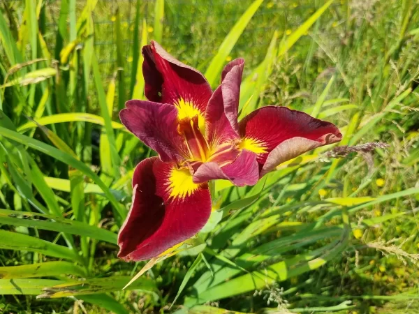 iris-louisiana-prof-neil