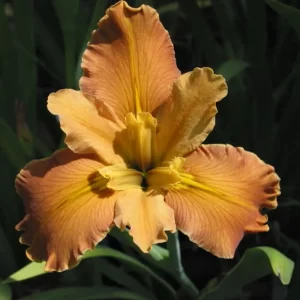 iris-louisiana-honey-galore-2