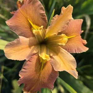 Iris louisiana 'Honey Galore'